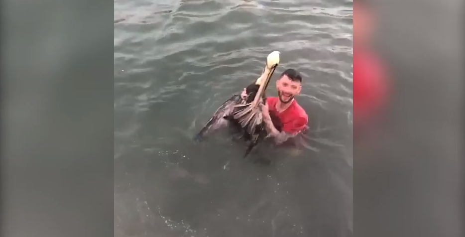 Maryland man arrested for tackling brown pelican in Florida